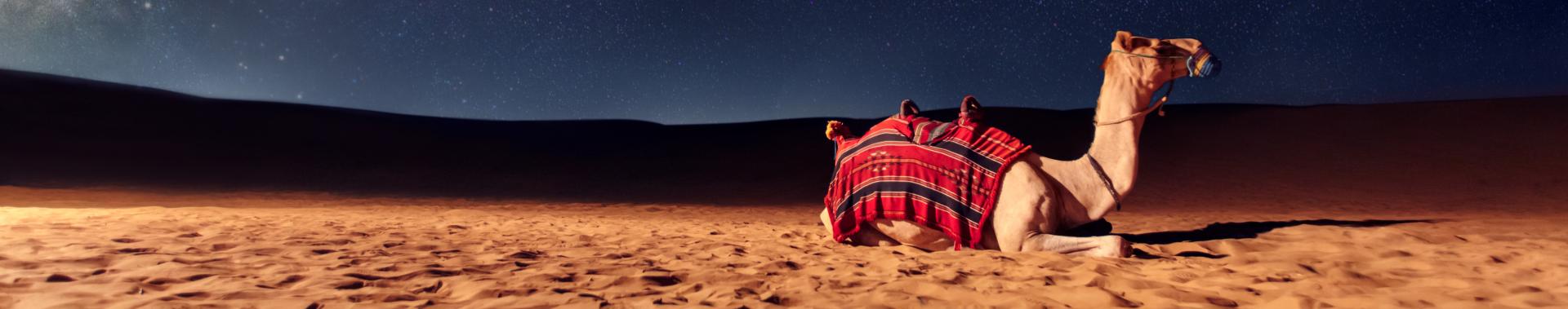 Camel sitting in sand against night sky.